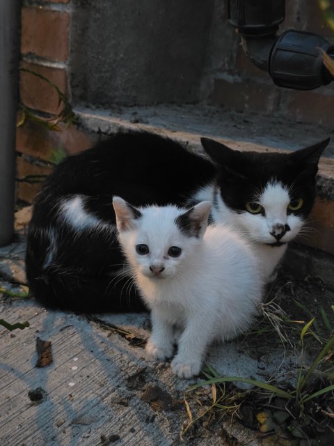 Lilo's Friends - Domestic Short Hair Cat