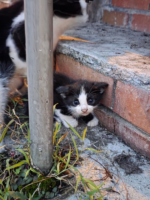 Lilo's Friends - Domestic Short Hair Cat