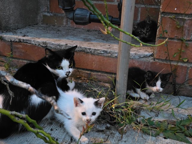 Lilo's Friends - Domestic Short Hair Cat
