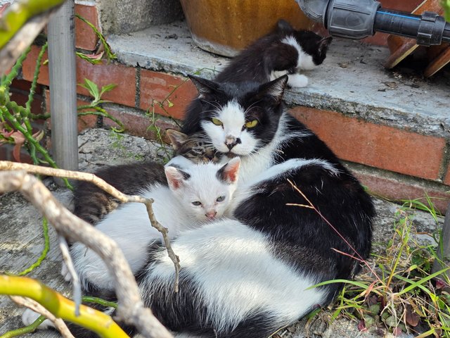 Lilo's Friends - Domestic Short Hair Cat