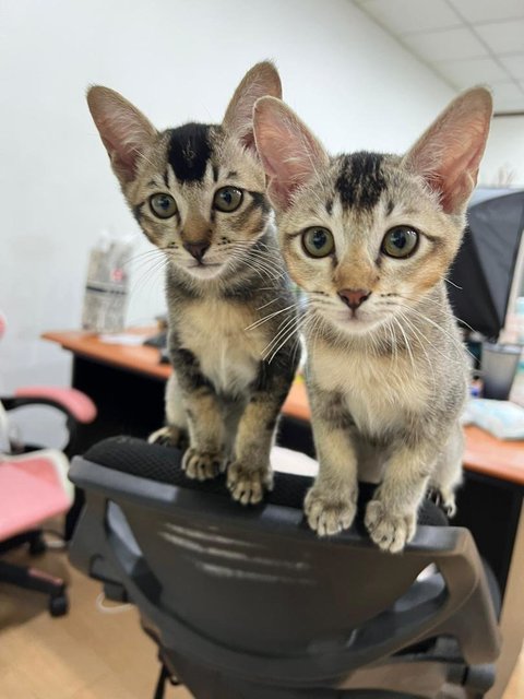 Abang Adik - Domestic Short Hair Cat