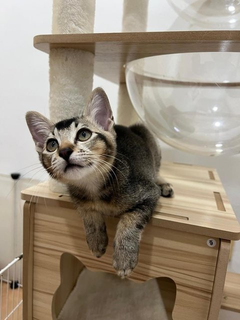 Abang Adik - Domestic Short Hair Cat