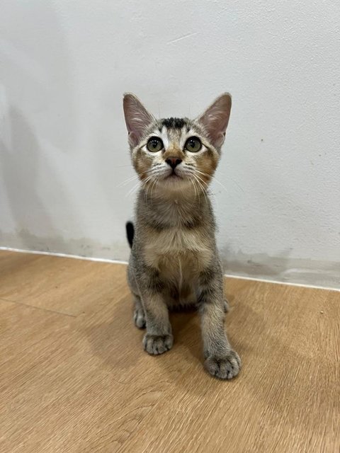 Abang Adik - Domestic Short Hair Cat
