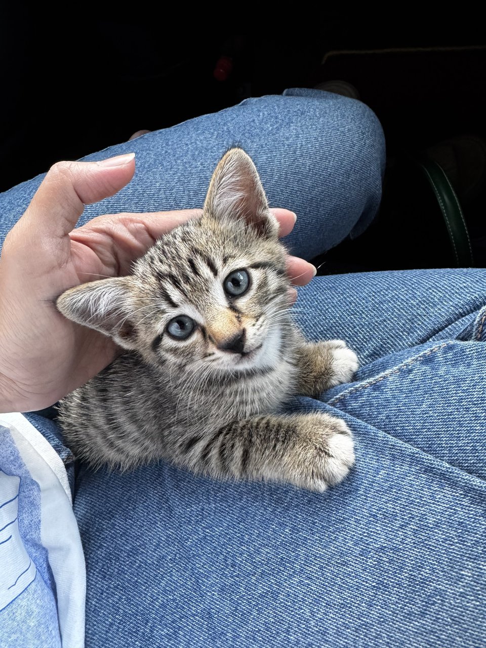 Tommy - Tabby Cat