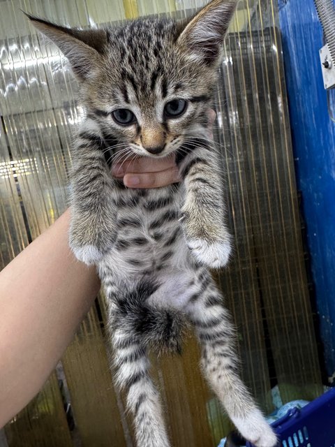 Tommy - Tabby Cat