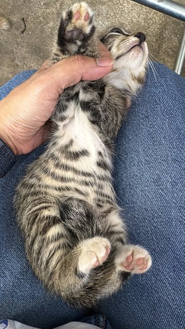 Tommy - Tabby Cat
