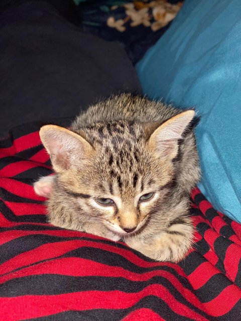 Tommy - Tabby Cat