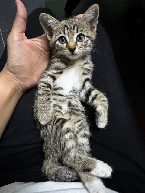 Tommy - Tabby Cat