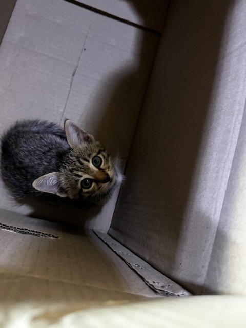 Tommy - Tabby Cat