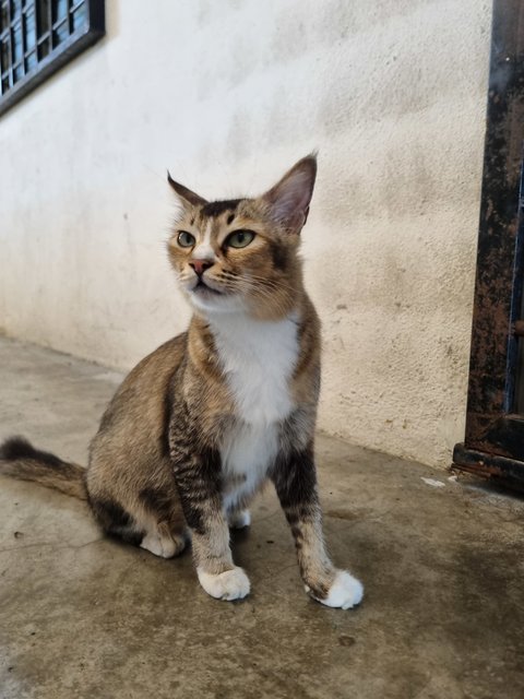 Noel - Tabby Cat