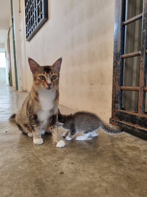 Noel - Tabby Cat