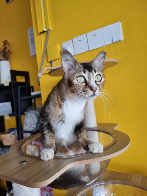 Noel - Tabby Cat