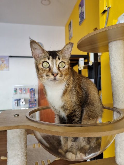 Noel - Tabby Cat