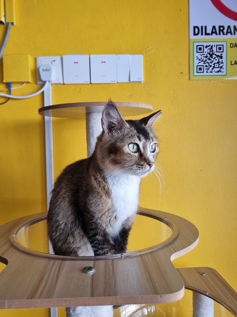 Noel - Tabby Cat