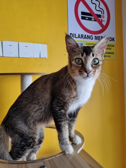Noel - Tabby Cat