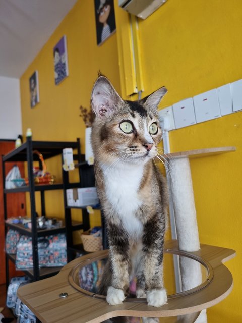 Noel - Tabby Cat