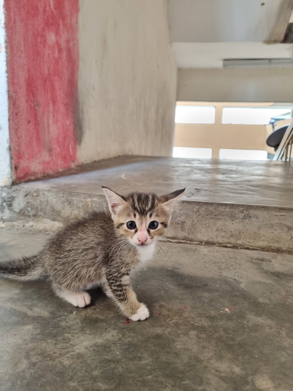 Esther  - Tabby Cat