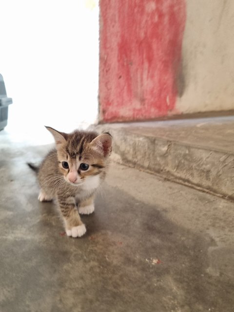 Esther  - Tabby Cat