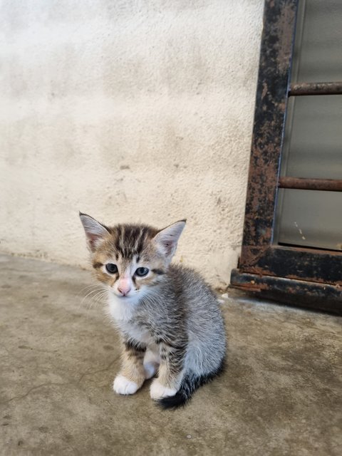 Esther  - Tabby Cat
