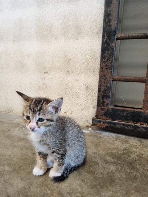 Esther  - Tabby Cat
