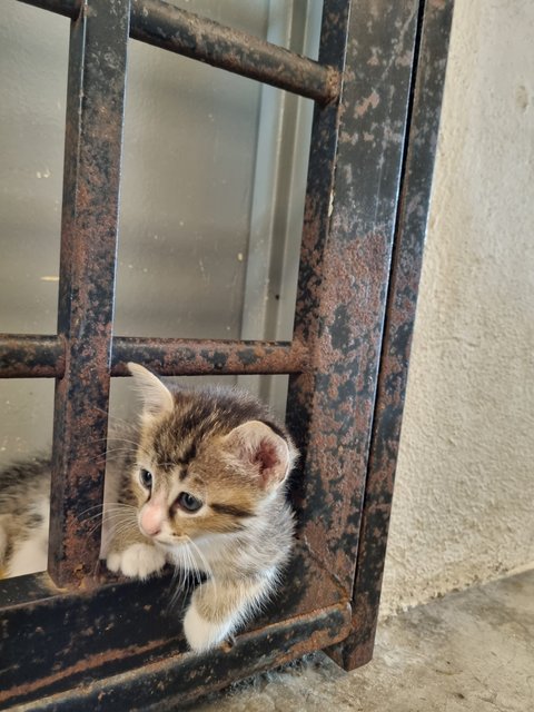 Esther  - Tabby Cat