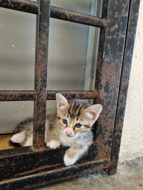 Esther  - Tabby Cat