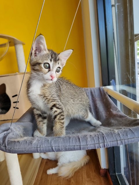 Esther  - Tabby Cat