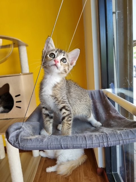 Esther  - Tabby Cat