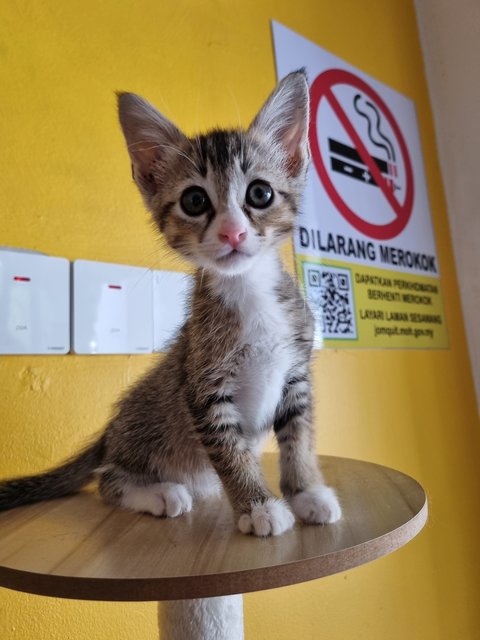 Esther  - Tabby Cat