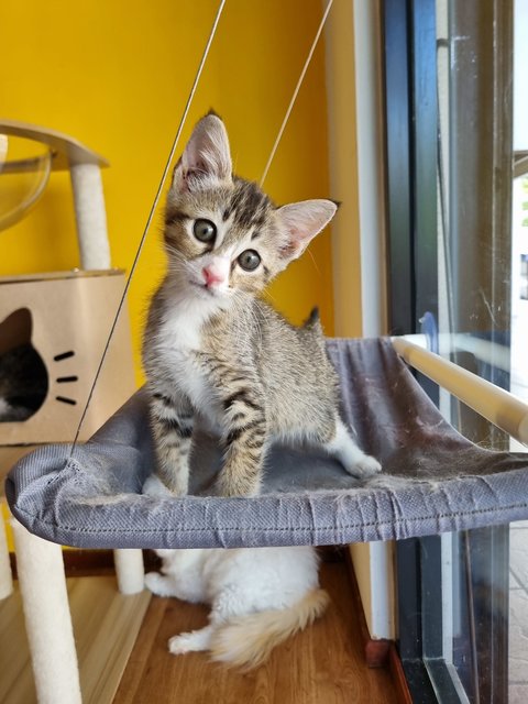 Esther  - Tabby Cat