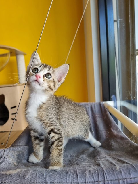 Esther  - Tabby Cat
