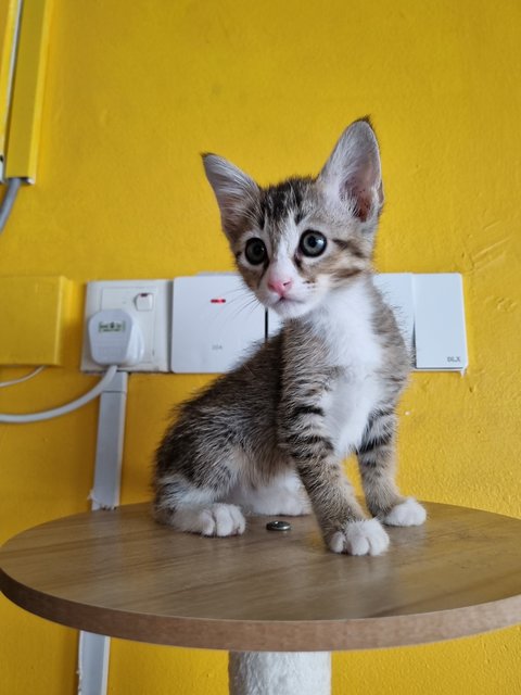 Esther  - Tabby Cat