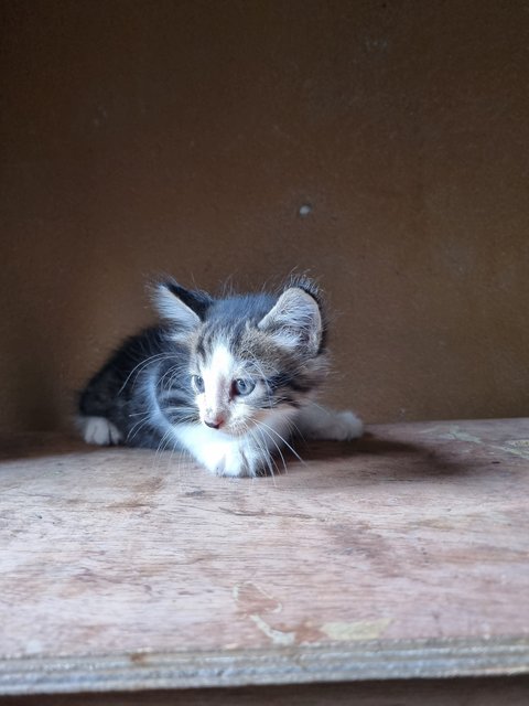 Dylan - Domestic Long Hair Cat