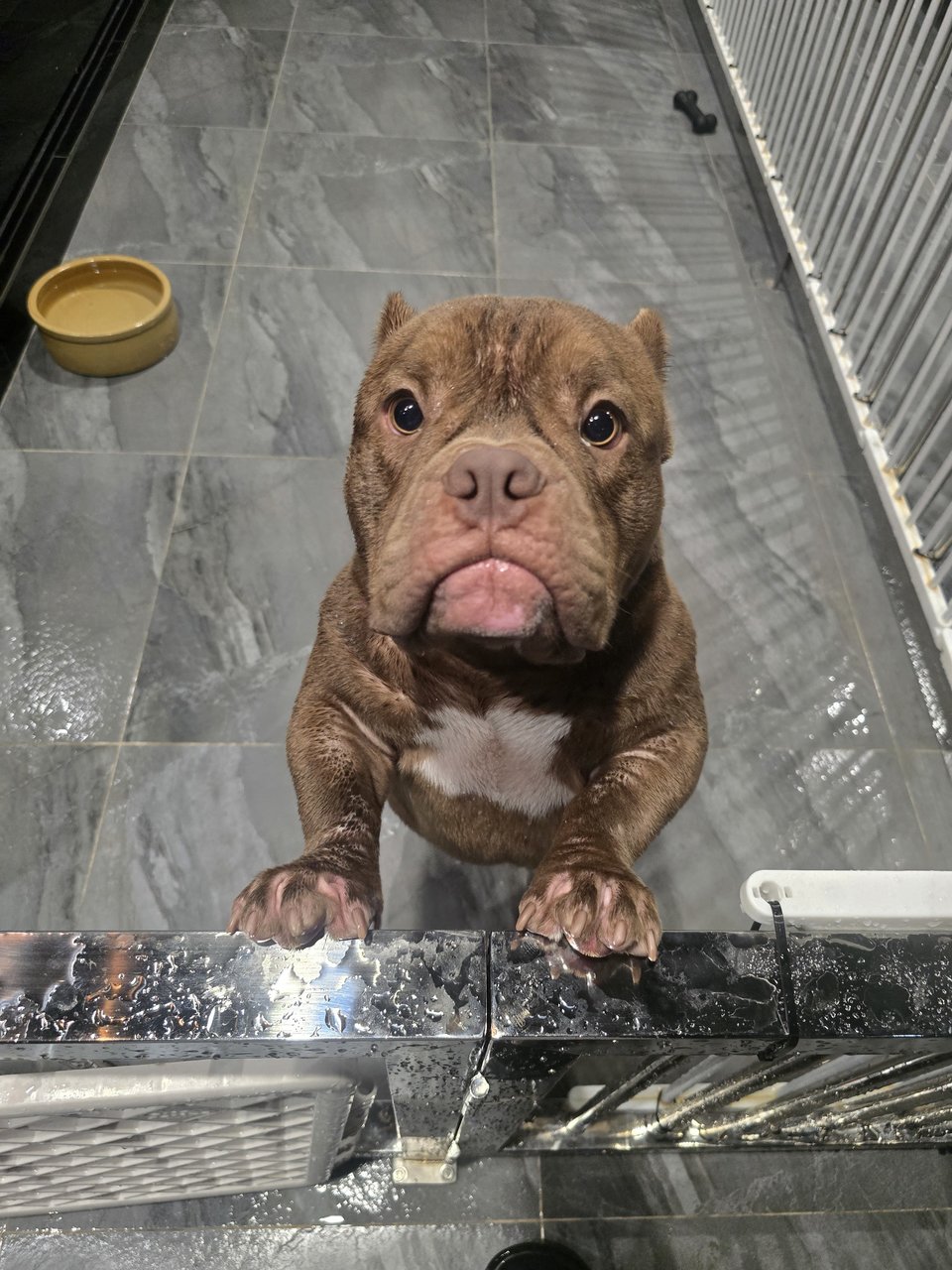 Zai Zai  - American Bulldog Dog