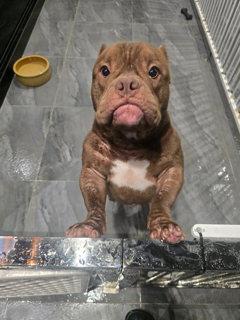 Zai Zai  - American Bulldog Dog