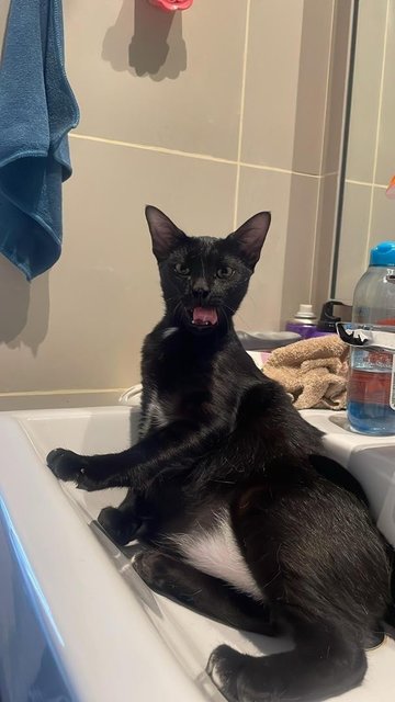 Batman - Domestic Short Hair Cat