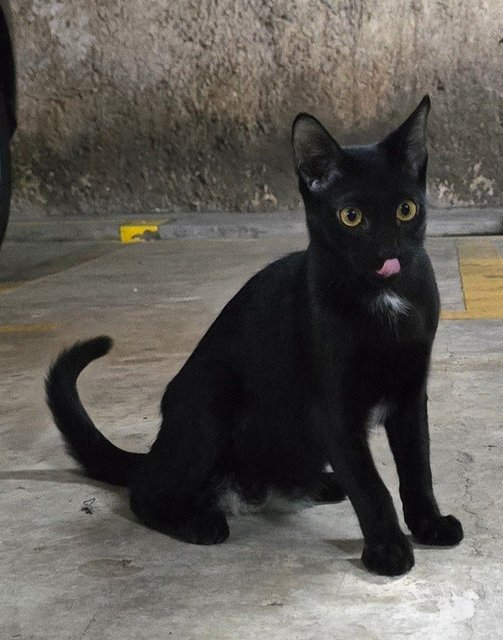 Eric And Jason - Domestic Short Hair Cat