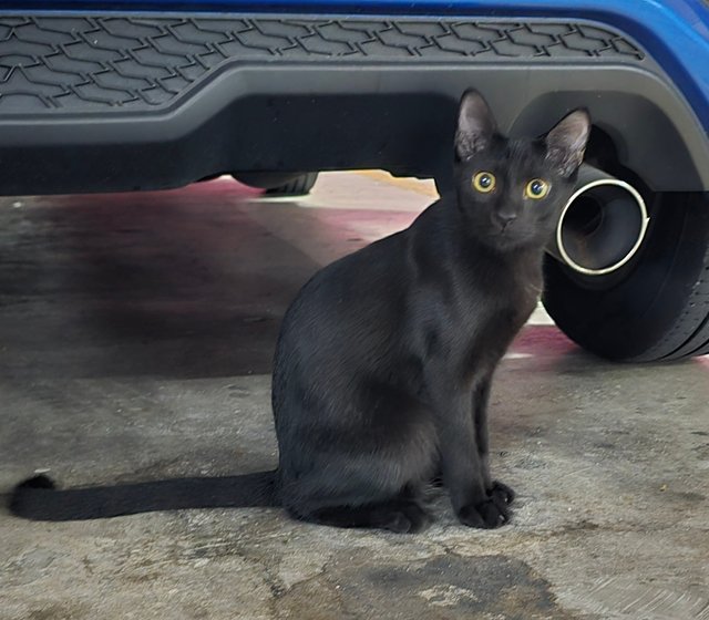 Eric And Jason - Domestic Short Hair Cat