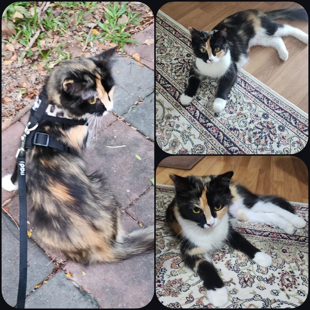 Pepper Patches - Calico + Tortoiseshell Cat