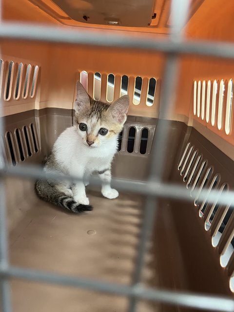 Mazda Mx-5 - Domestic Short Hair Cat