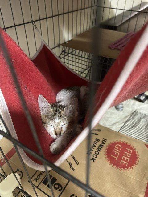 Mazda Mx-5 - Domestic Short Hair Cat