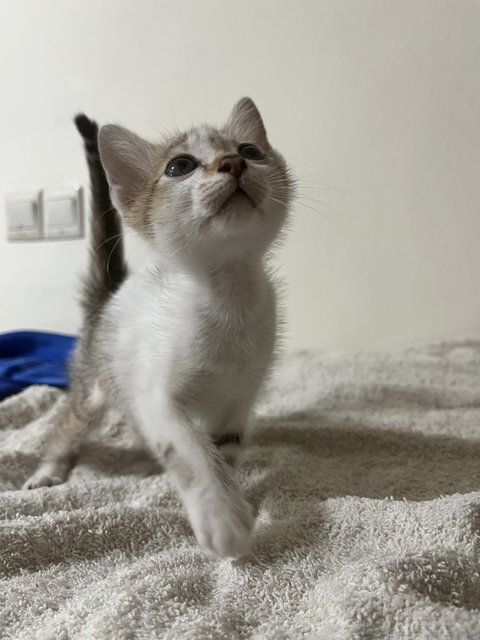 Mazda Mx-5 - Domestic Short Hair Cat