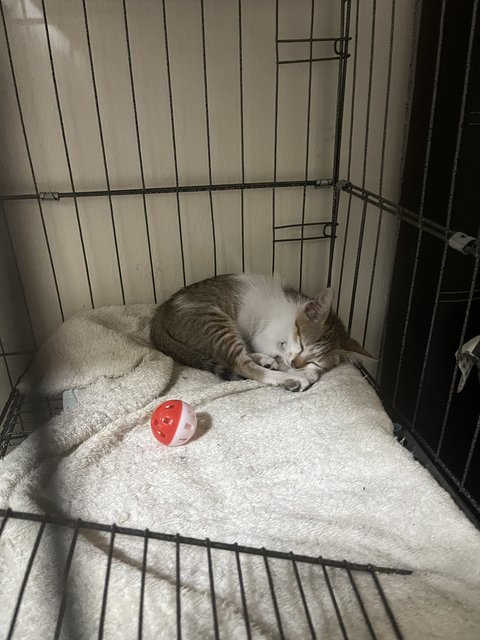 Mazda Mx-5 - Domestic Short Hair Cat