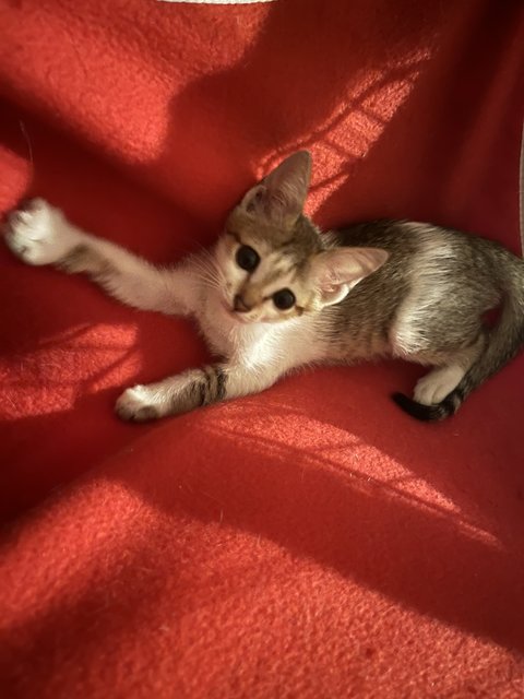 Mazda Mx-5 - Domestic Short Hair Cat