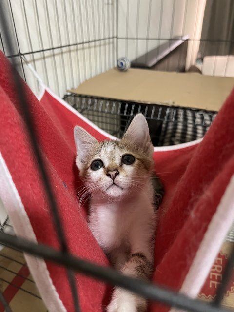 Mazda Mx-5 - Domestic Short Hair Cat