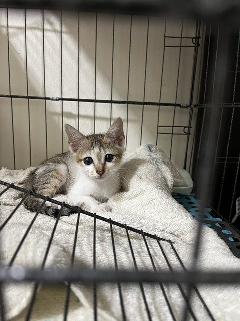 Mazda Mx-5 - Domestic Short Hair Cat