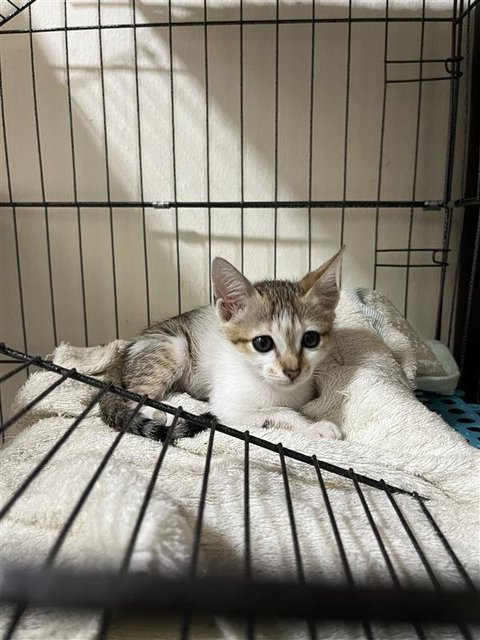 Mazda Mx-5 - Domestic Short Hair Cat