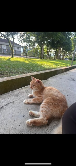 Vee (Valerie) - Domestic Medium Hair + Persian Cat