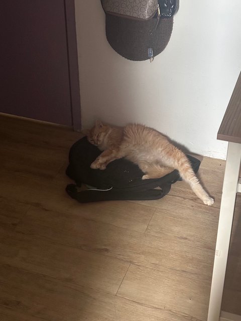 Vee (Valerie) - Domestic Medium Hair + Persian Cat
