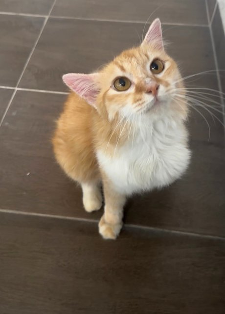 Vee (Valerie) - Domestic Medium Hair + Persian Cat